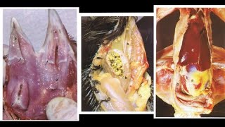 Digestive System of Fowl  ANATOMY by Dr Nidhi Gupta  NDVSU  1st Year Lecture [upl. by Atikam]