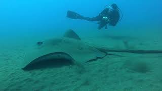 2024 MADEIRA July – Garajau Marine Reserve – Dive Site ARENA Stingray – Dasyatis Pastinaca [upl. by Amelie]