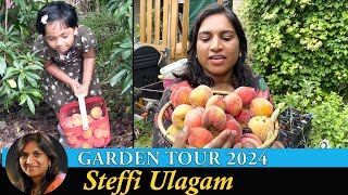 Steffi Ulagam Garden Tour 2024  Harvesting Fruits from our Home Garden  Garden Vlog in Tamil [upl. by Lenoj]