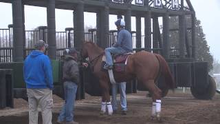 75 YearOld Keeneland Starter Schools Horses in the Starting Gate [upl. by Hestia]