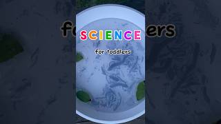 Efecto Marangoni 🐙🖊️ science scienceexperiment scienceforkids toddlers [upl. by Dang]