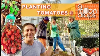 Tomato Growing Tips  A Million Drops  At Risk Youth amp Homeless Shelter Los Angeles [upl. by Tuesday]