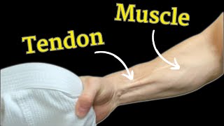 Grip Strength for Grapplers Muscles vs Tendon  Science Explained [upl. by Ottavia]