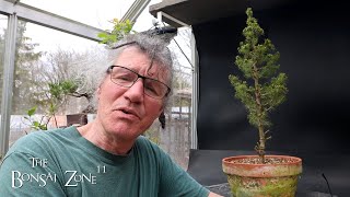 Repotting My Alberta Spruce The Bonsai Zone April 2024 [upl. by Sholeen]