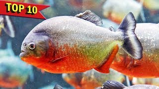 Top 10 Aggressive Aquarium Fish [upl. by Netsreik809]