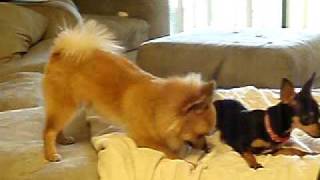 Pomeranian amp Chihuahua Playing [upl. by Eihcra]