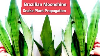 Brazilian Moonshine Mutant Snake Plant Propagation amp Care  Sansevieria trifasciata [upl. by Roman]