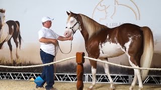 Primeiro Leilão Haras Che Renda da Raça Paint Horse [upl. by Rrats]