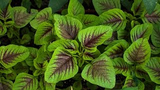 Introduce Amaranth and how to grow [upl. by Boesch]