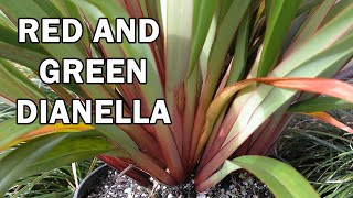 TASRED® Dianella is a tough amp reliable Dianella  Ozbreed Strappy Leaf Plants Range [upl. by Canada]