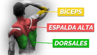 Rutina INTELIGENTE de ESPALDA y BÍCEPS de CALISTENIA [upl. by Lajes]