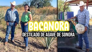 ¿Cómo se hace el BACANORA Destilado de Agave de SONORA I Turismo con Pao 🤠🥃 [upl. by Rennane]