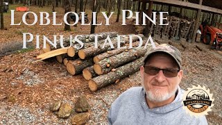 Pine loblolly pine yellow pine sawmill woodmizer lt35 countrylife [upl. by Fesoj]