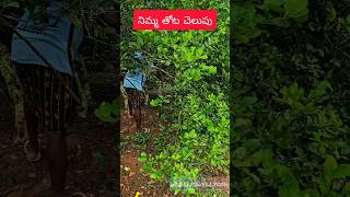 Lemon 🍋 farm Harvesting part1  నిమ్మ తోట చెలుపు  Farming [upl. by Dobrinsky200]