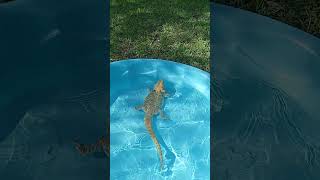 Mr Pancake enjoying his new pool 🥞 beardeddragon [upl. by Naehgem521]