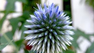 Globe Thistle Echinops  Gardening 101 by Dr Greenthumb [upl. by Aicila]