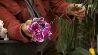 Orchideeen Phalaenopsis knippen en verpotten [upl. by Llemart]