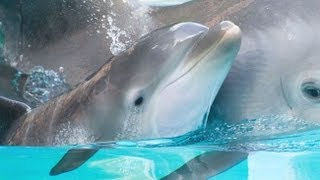 Photos Of A Baby Bottlenose Dolphin At SeaWorld [upl. by Eenobe964]