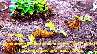 Auxin Complete Guide Mastering Plant Growthऑक्सिन संपूर्ण मार्गदर्शिकापौधों वृद्धि में महारत [upl. by Nyrak334]