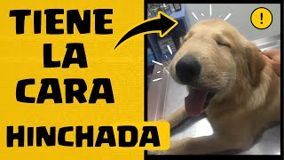 🛑MI PERRO tiene la CARA HINCHADA que le PUEDO DAR ❓TRATAMIENTO FÁCIL para PERROS CON CARA HINCHADA [upl. by Nediarb]