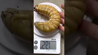 Hercules Beetle Larvae larva beetle insects [upl. by Past803]