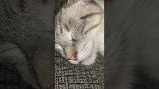 Siamese cat with mild bronchitis snoring sound  Is this calicivirus upper respiratory infection [upl. by Solly435]