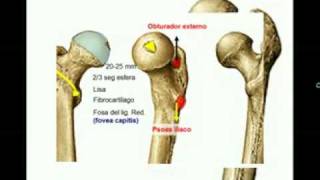 OSTEOLOGIA DE MIEMBRO INFERIOR 4 Diagnostico X [upl. by Niawd431]