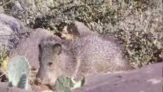 Arizona Archery Javelina hunting jumping string [upl. by Panayiotis]