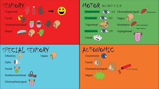 Mnemonics for Function of Cranial Nuclei  Columns and their Associated Cranial Nerves [upl. by Ydnirb]