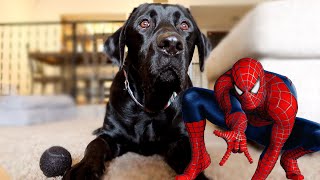 MY DOG VS SPIDERMAN [upl. by Lancey]