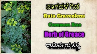 ನಾಗದಳೆ Ruta Graveolens Rue Herb of Greace [upl. by Idyak]