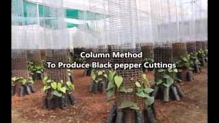 Column Method To Produce Black Pepper Cuttings [upl. by Aihsitan]