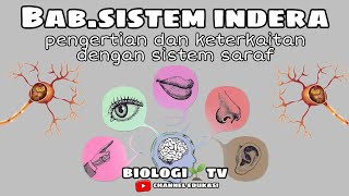 pengertian sistem indera dan keterkaitannya dengan sistem saraf  Babsistem indera biologi sma [upl. by Ahsienal]