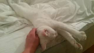 Mimo the white deaf cat is hard to wake up [upl. by Wu388]