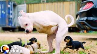 2Legged Dog Has The Cutest Reaction To His Foster Puppies  The Dodo [upl. by Leveroni]