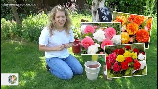 How to plant Begonias cormstubers  FarmerGracycouk [upl. by Farron]