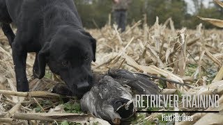 Field Retriever Drills for Your Labrador with Brookstone Kennels [upl. by Lashonda119]