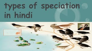 speciation types explain in hindiallopatric sympatric or phyletic or quantum evolution in hindi [upl. by Odel]