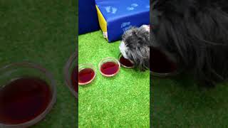 Assistant Has her Funny Dogs Wiggles Waggles and Waffles try Sparking Water FamilyFun FunnyDogs [upl. by Nallad]