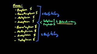 Genetik 2 Keimzellbildung  Meiose [upl. by Darci]