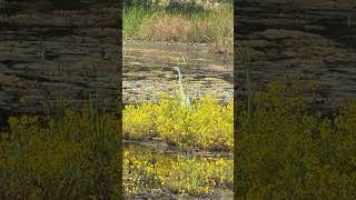 An Egret fishing amongst the swamp flowers What a glorious sight [upl. by Dadinirt720]