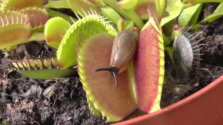 Venus FlytrapDionaea Muscipula comiendo babosa [upl. by Baumann]