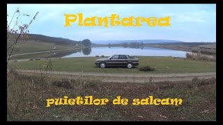 Plantarea puietilor de salcamPartea I [upl. by Nosa988]