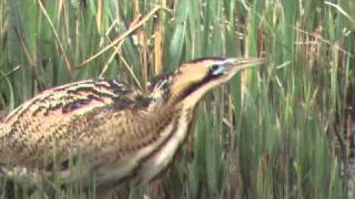 Bittern booming at RSPB Minsmere [upl. by Ased]