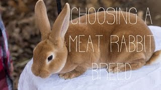 Choosing a Meat Rabbit Breed [upl. by Abraham28]