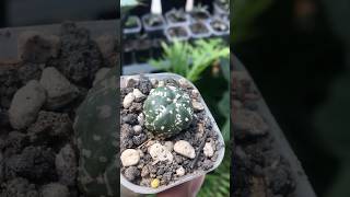 Uncommon pattern Astrophytum Asterias V Type astrophytum [upl. by Niarbo199]