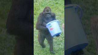 Gorilla curious about the blue plastic bucket gorilla zoo Annie [upl. by Divadnoj]