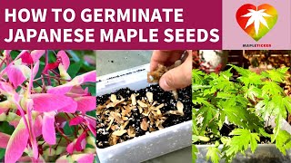 How to germinate Japanese maple seeds [upl. by Hester]