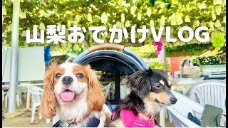 アルとリリィの愉快な冒険～犬はブドウが食べれない～【キャバリアのアルトampチワックスのリリィ】Eng Cavalier amp Chihuachshund [upl. by Atirrehs]