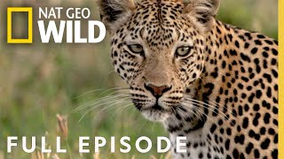 Leopards Rock Full Episode  Savage Kingdom [upl. by Yentirb]